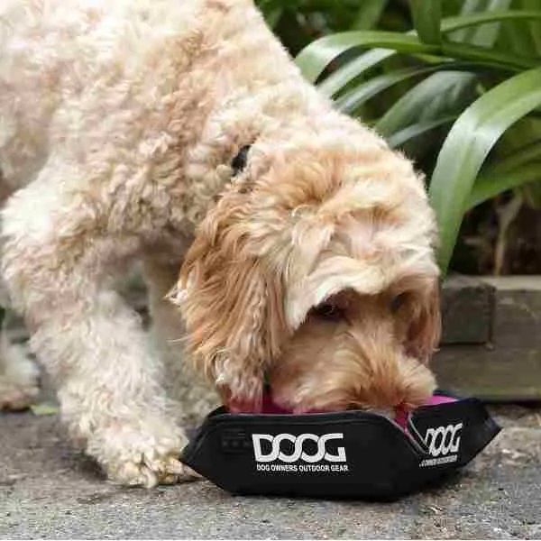 Portable Foldable Water Bowl